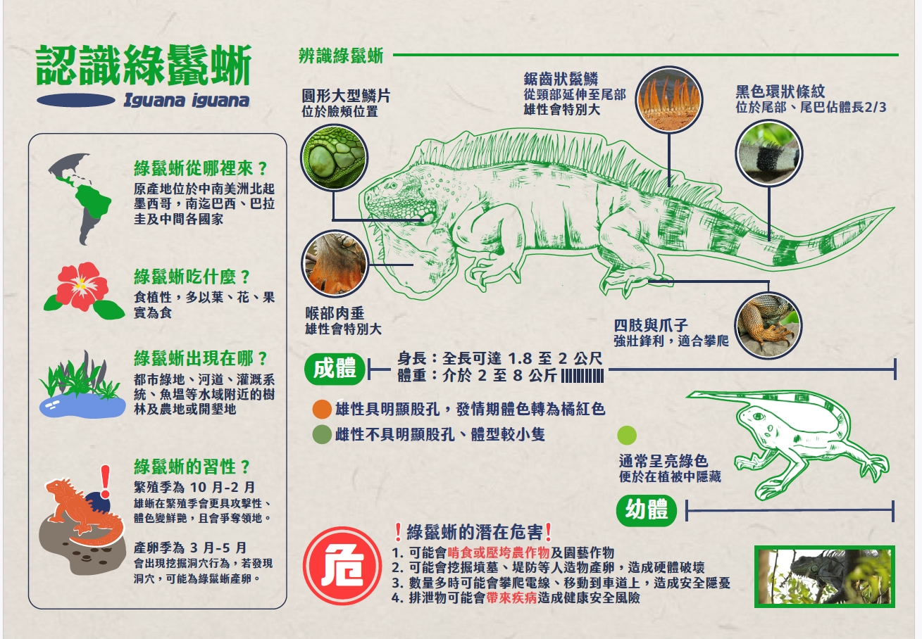 文章圖片-生態守護公告：發現「綠鬣蜥」請通報！