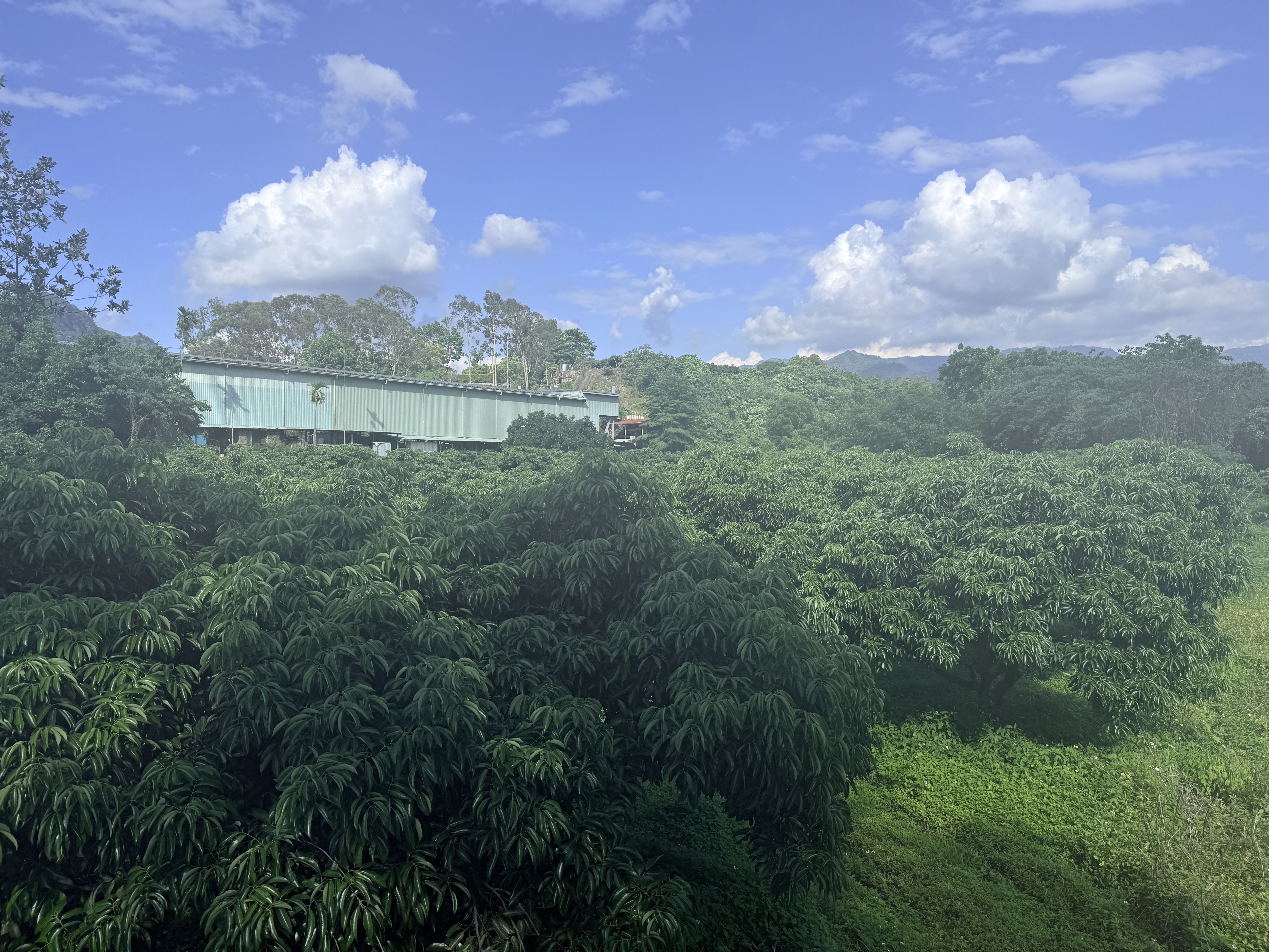 圖片-3月乾旱造成本縣糯米荔枝農作物災損 農業部同意辦理現金救助