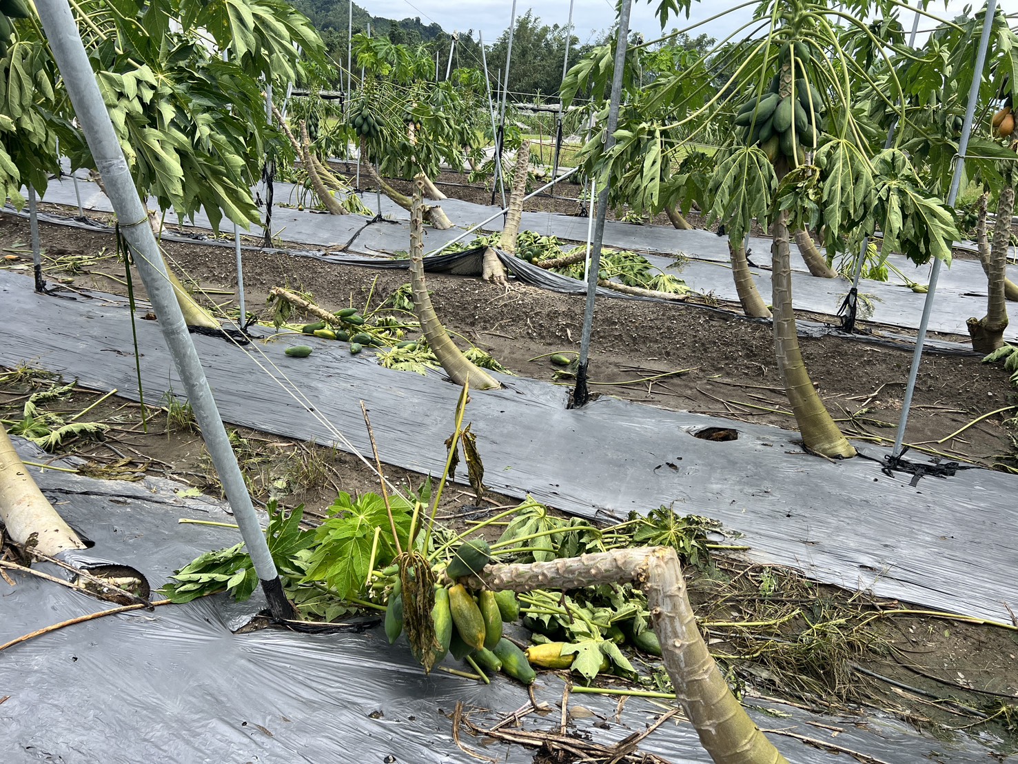文章圖片-0728豪雨造成本縣農作物災損 農業部同意辦理現金救助