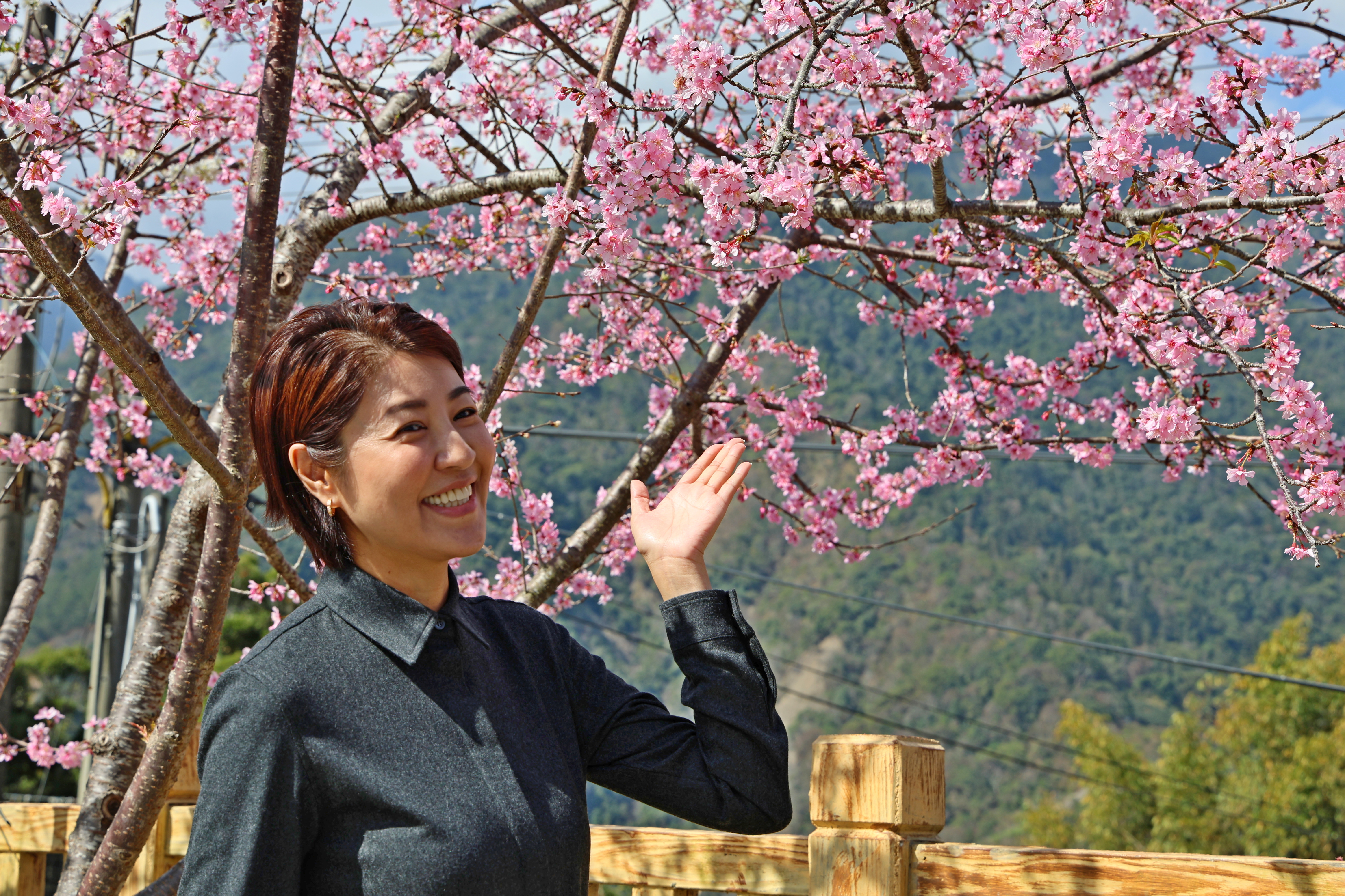 相關圖片4-最美茶鄉櫻花季登場！信義草坪頭4,000棵櫻花迎賓 縣長許淑華邀您春節來南投賞花、泡湯、看燈會