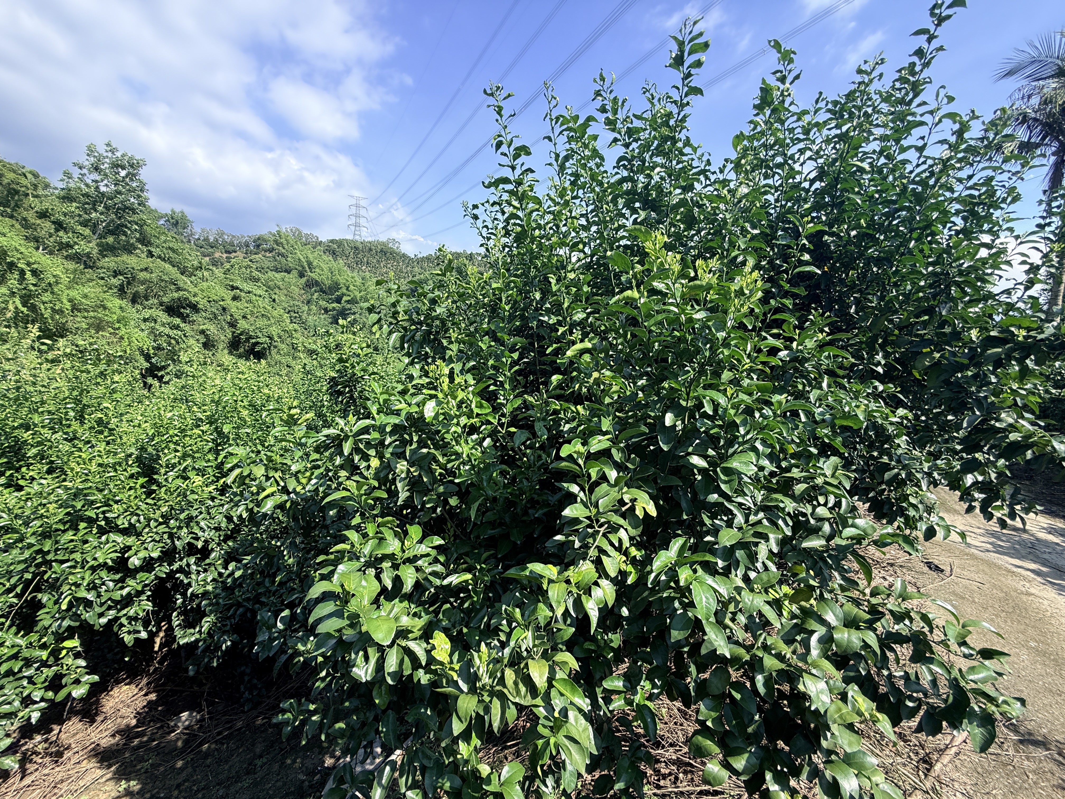 圖片-3月乾旱造成本縣珍珠柑、砂糖橘農作物災損 農業部同意辦理現金救助