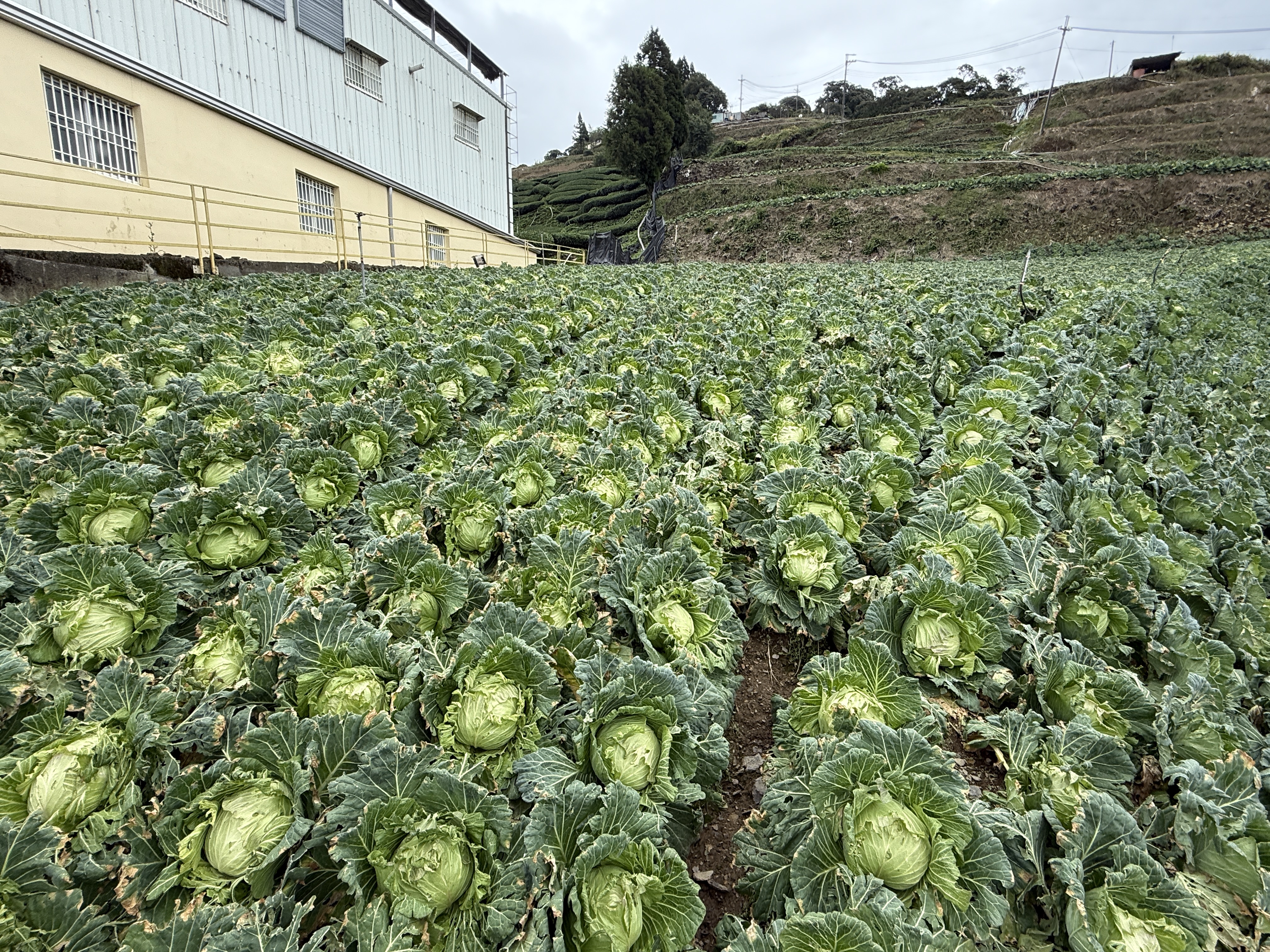 文章圖片-0825冰雹造成本縣仁愛鄉(華岡段、翠巒段、翠華段)甘藍災損 農業部同意辦理現金救助