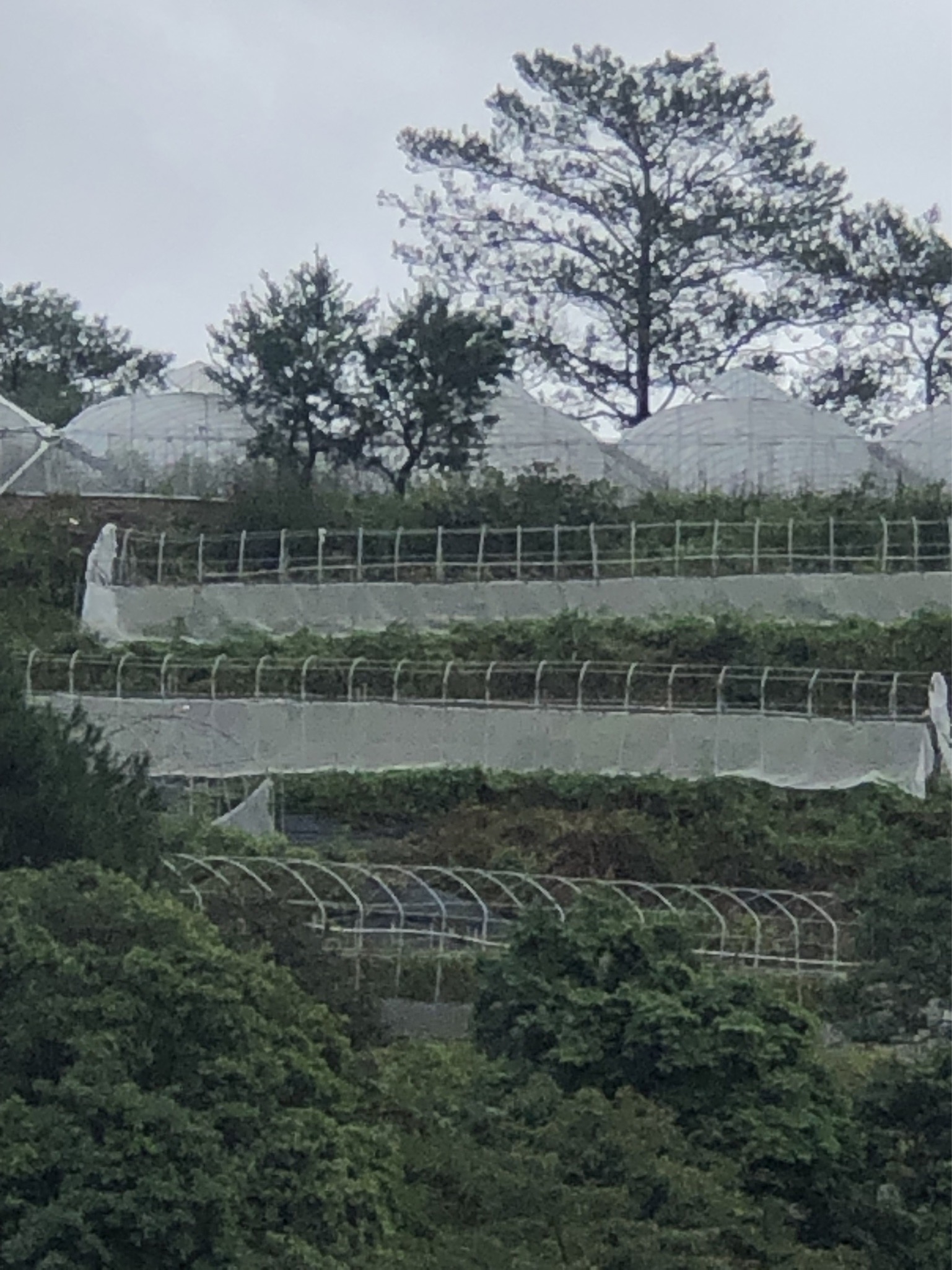 文章圖片-康芮颱風造成本縣農業設施災損 農業部同意辦理現金救助