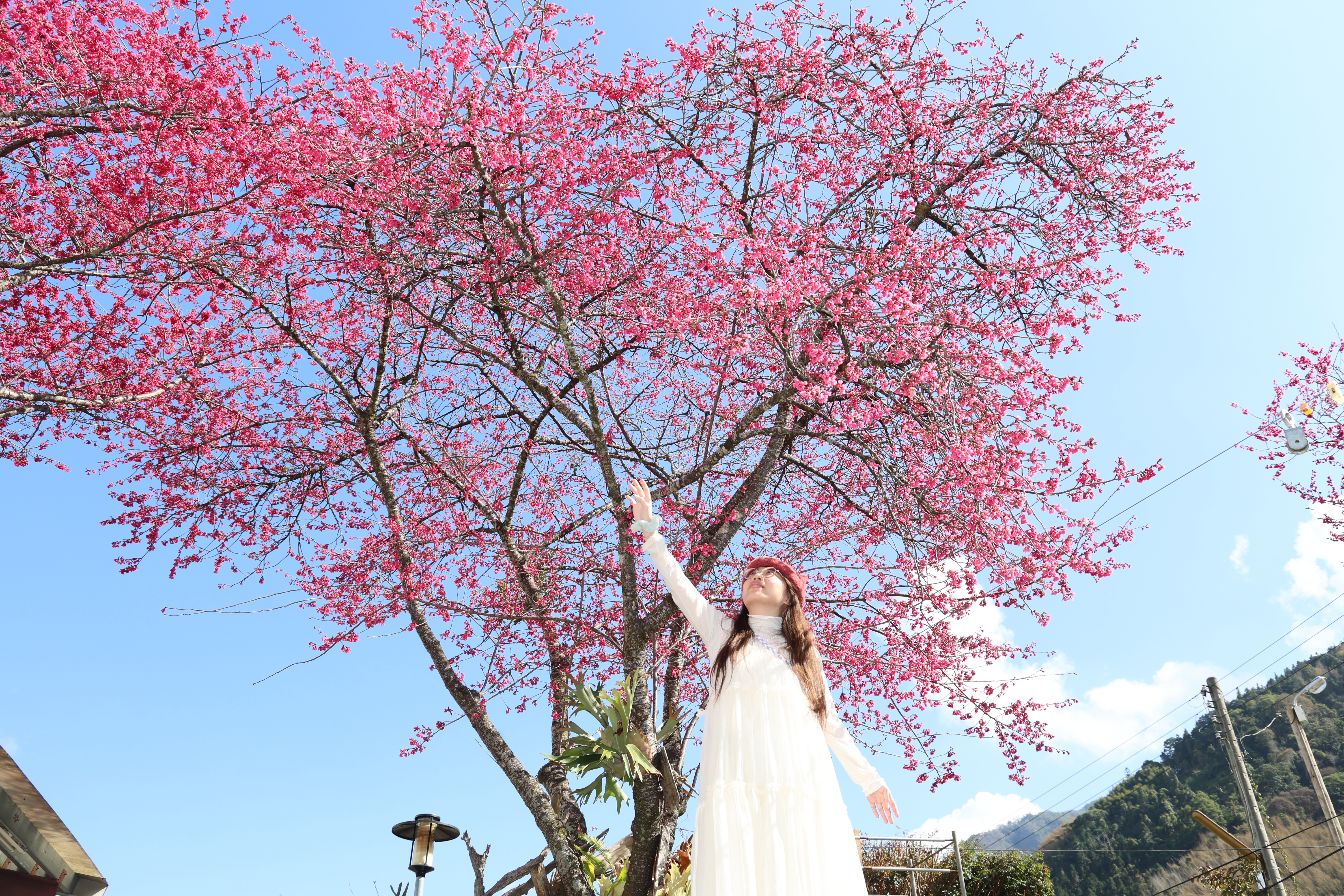 相關圖片5-最美茶鄉櫻花季登場！信義草坪頭4,000棵櫻花迎賓 縣長許淑華邀您春節來南投賞花、泡湯、看燈會