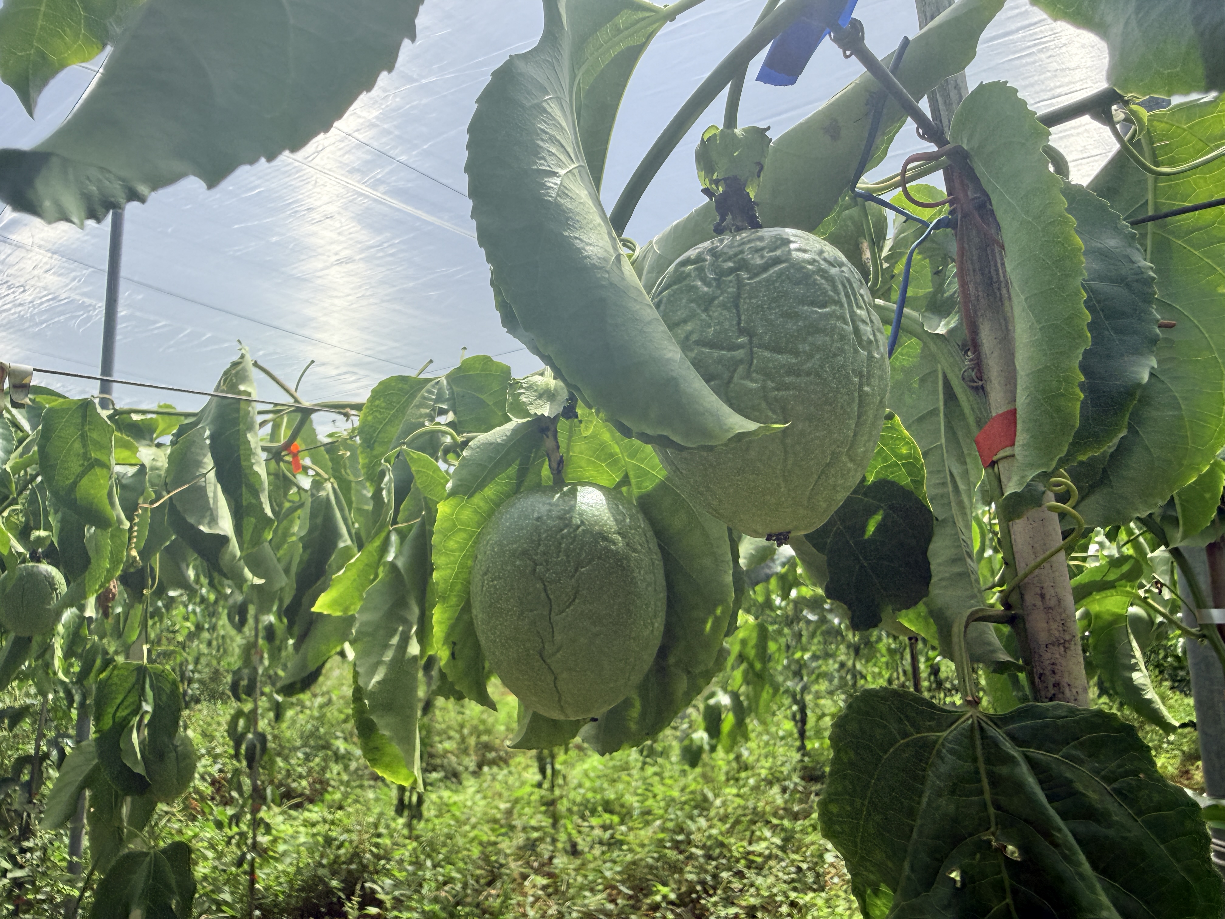 圖片-7月上旬高溫造成本縣百香果農作物災損 農業部同意辦理現金救助
