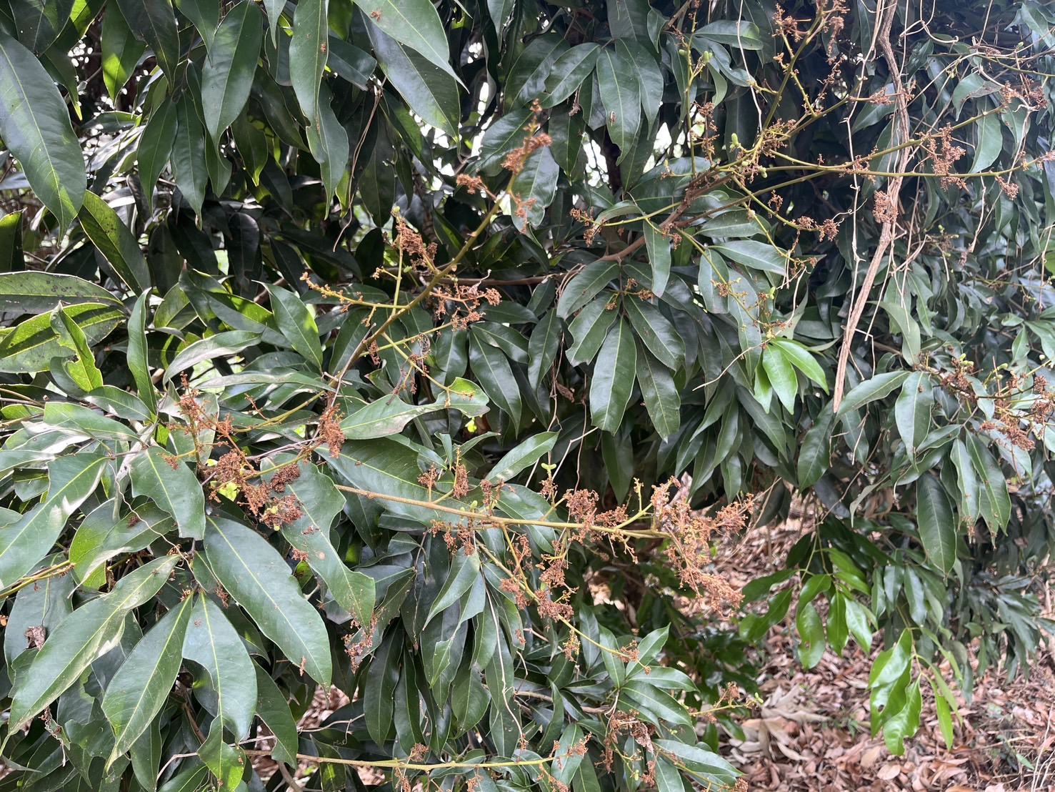 文章圖片-3月中旬低溫造成本縣酪梨、荔枝災損 農業部同意辦理現金救助