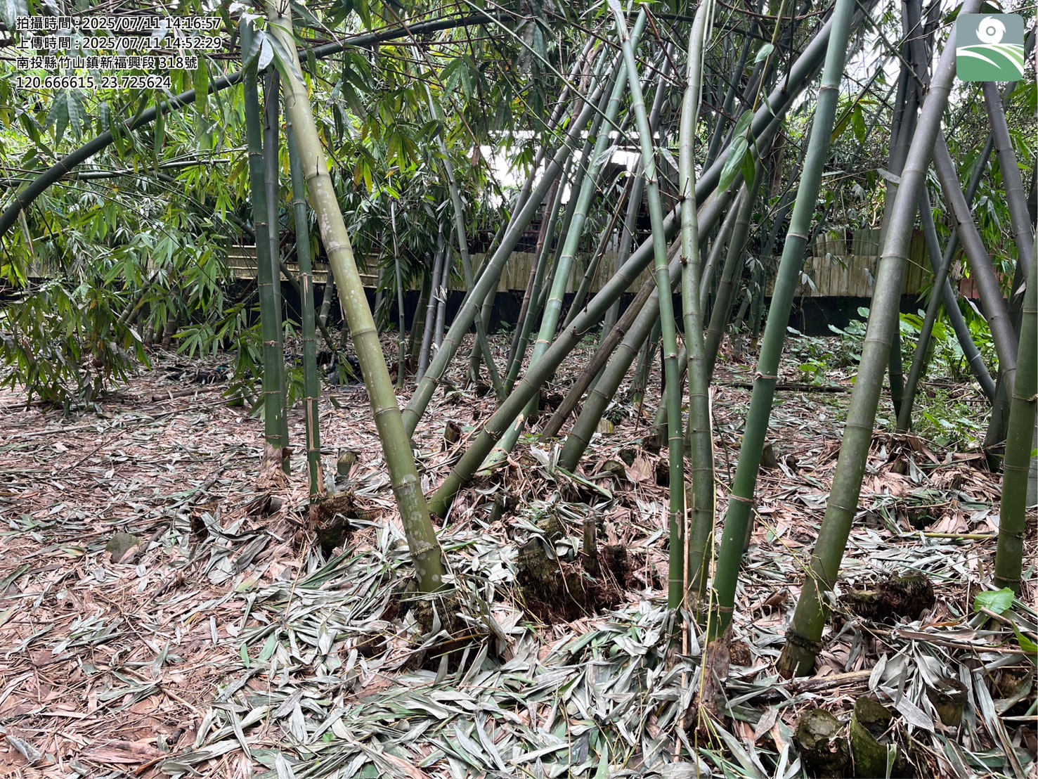 文章圖片-丹娜絲颱風及0708豪雨造成本縣竹山鎮農作物及農業設施災損 農業部同意辦理現金救助